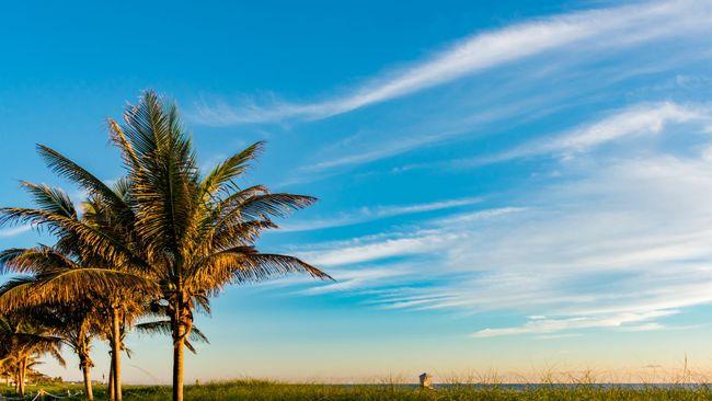 Palm trees