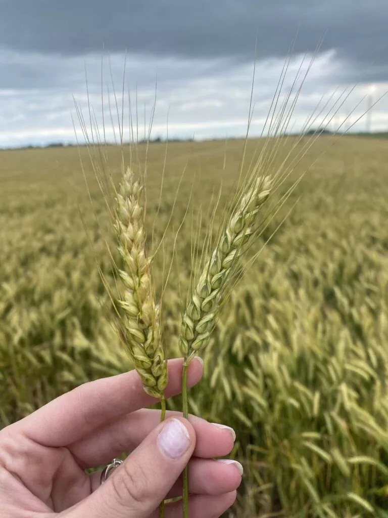 Hand holding up wheat with a field behind and a stormy sky