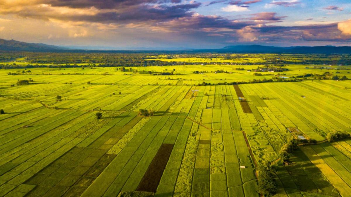 Birds-eye view of fields