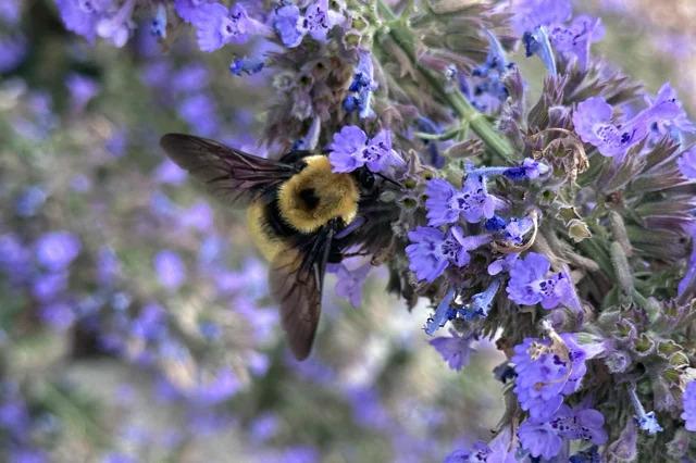 A bee on a plant with small purple flowers.