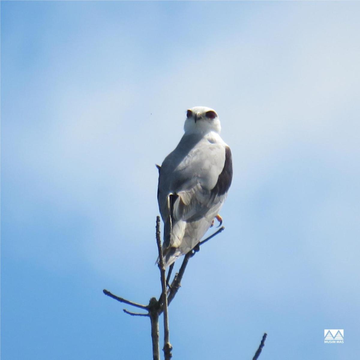 black winged Kite bird