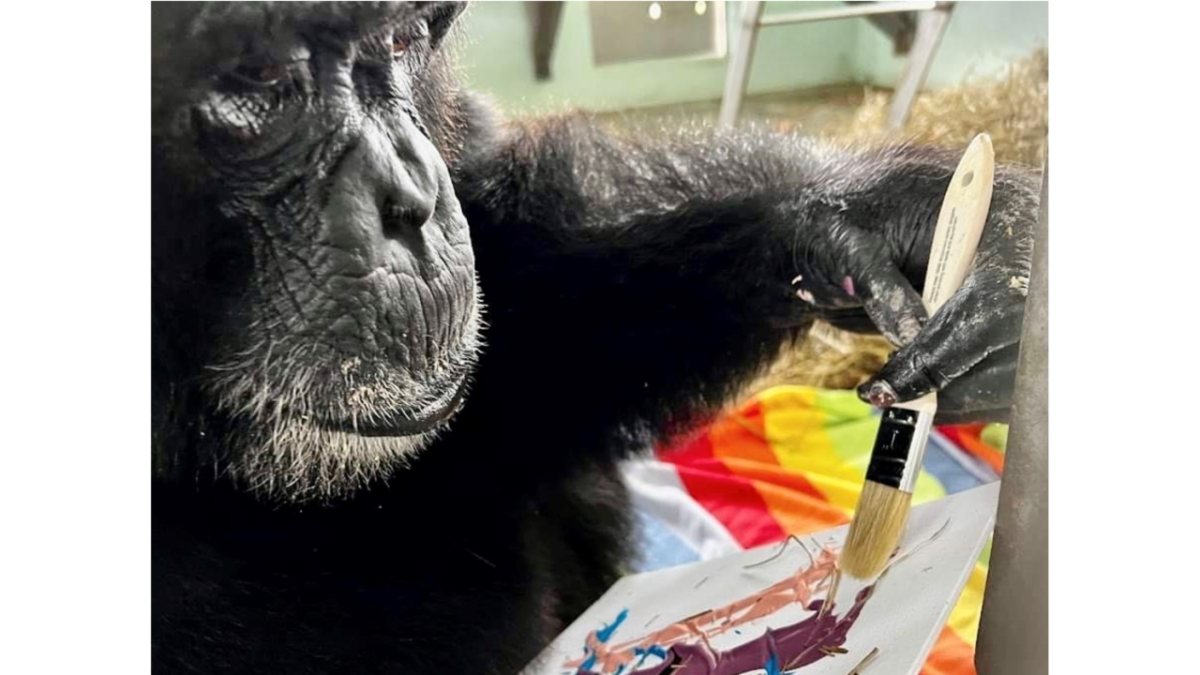 A chimp painting with a brush.