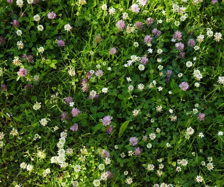 Clover patch.