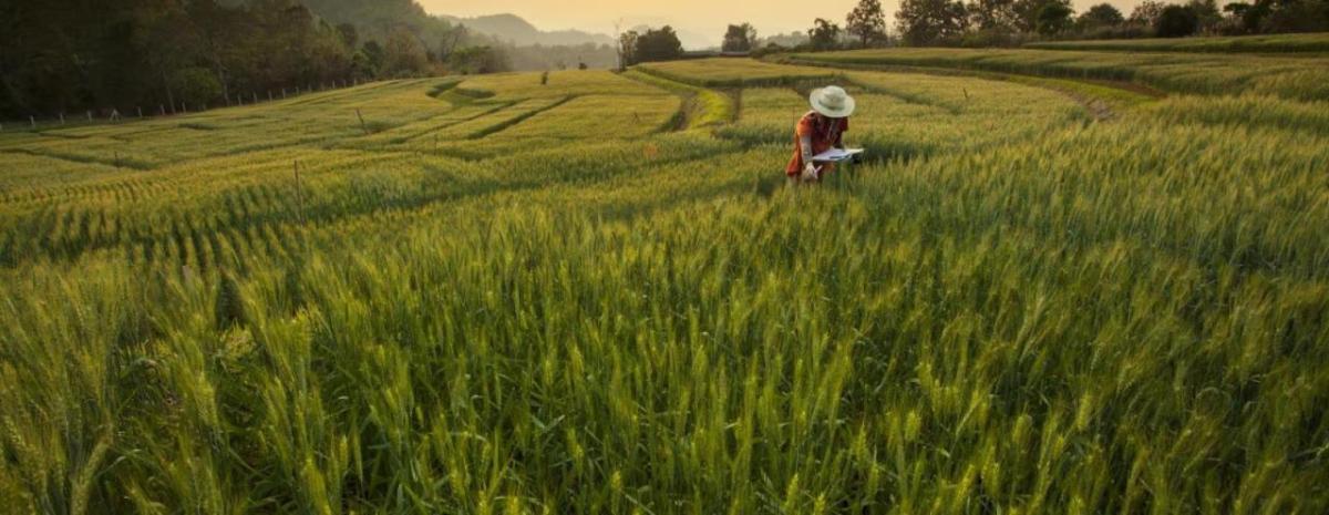 A farmer in a crop field.