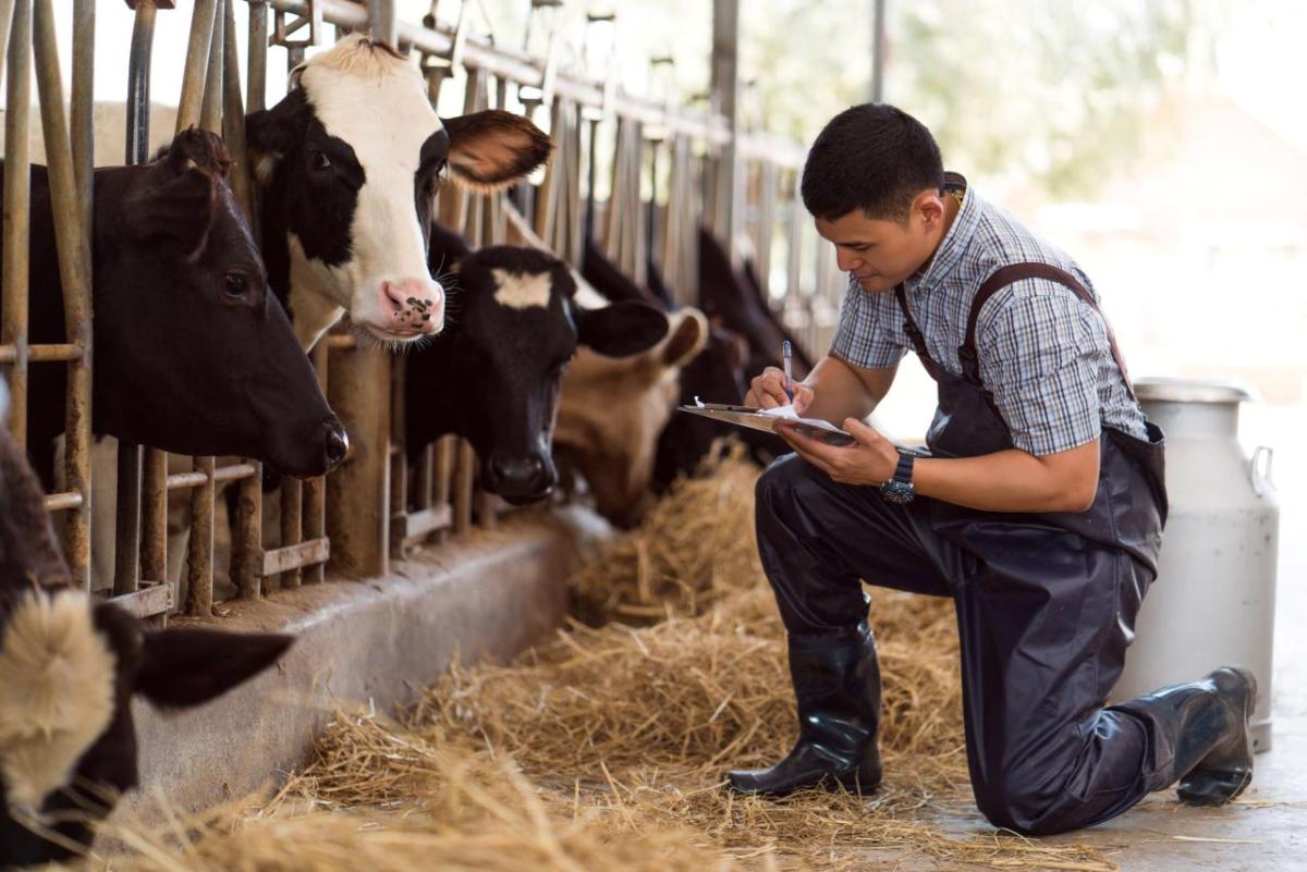 A farmer kneeling by cows in stations eating.