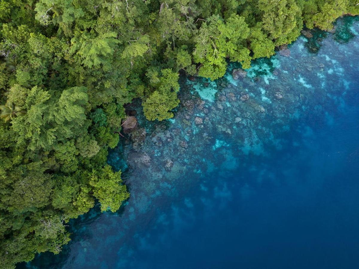 Edge of water in forest