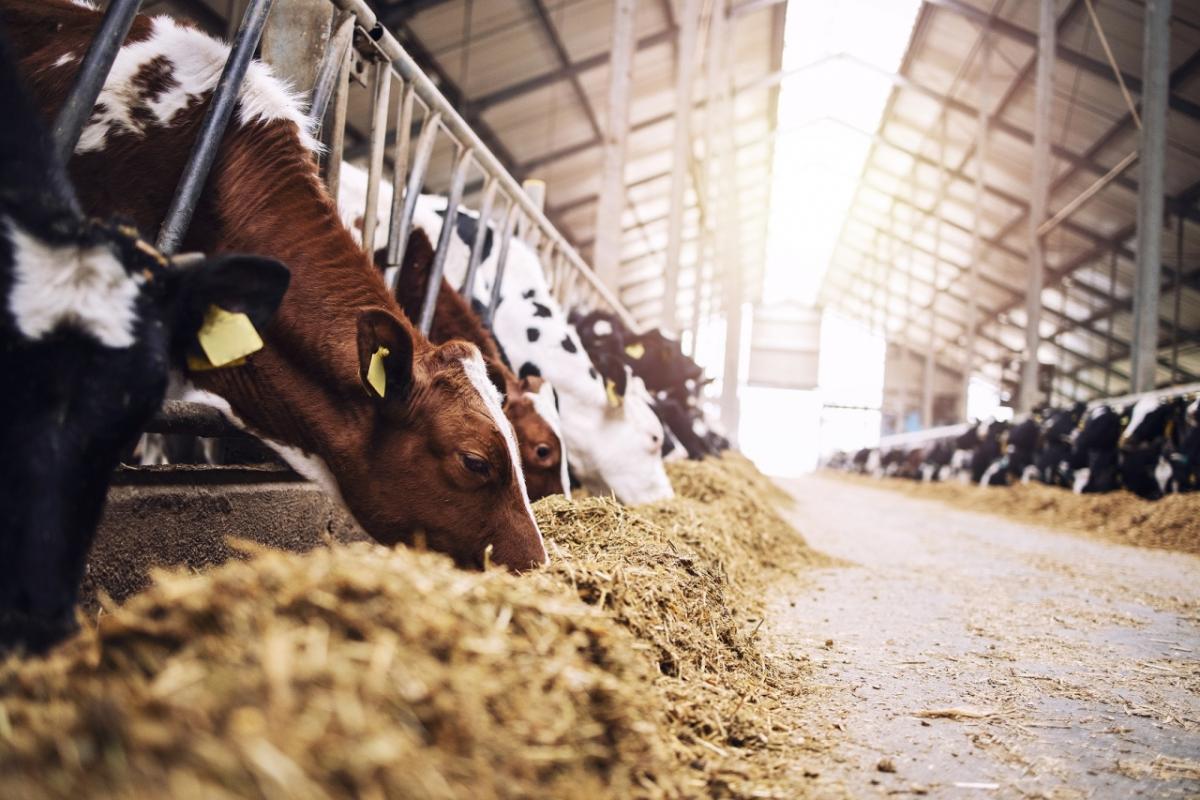 cow feeding