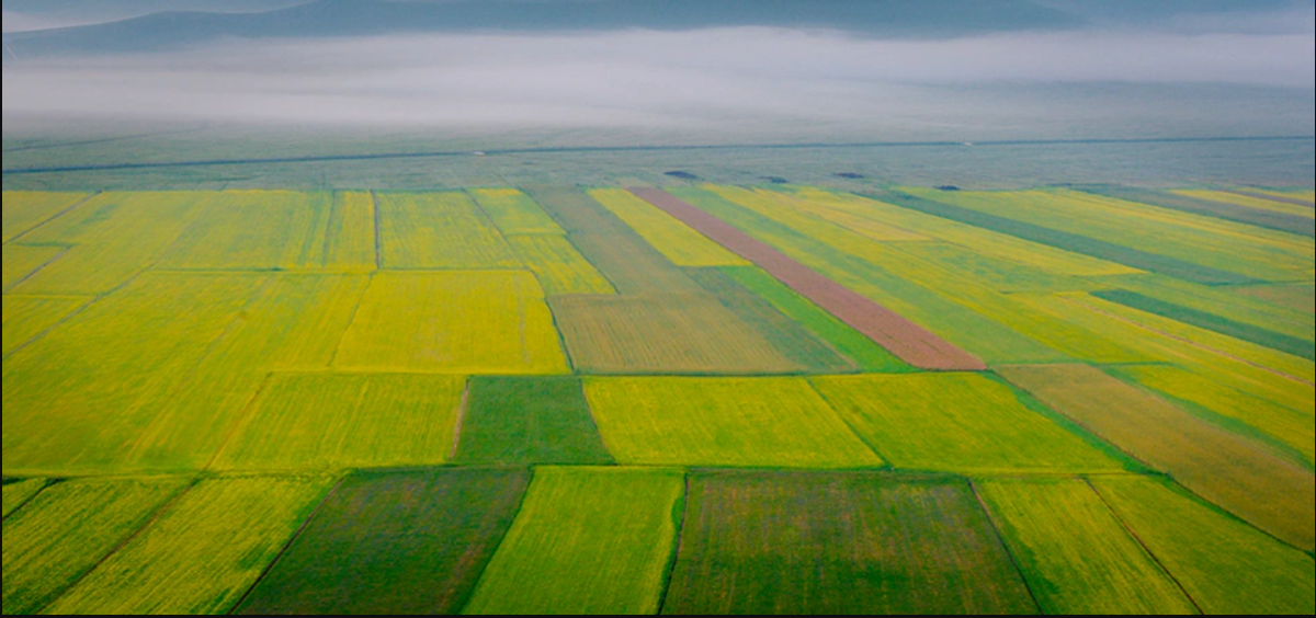 fields, shown from far above