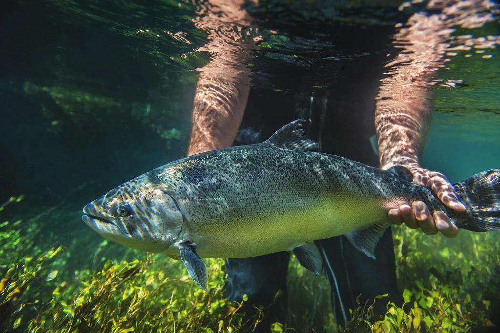 someone holding a fish underwater