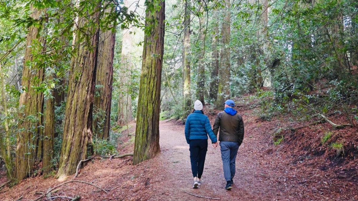 A couple holding hands walking through a forest on a trail.