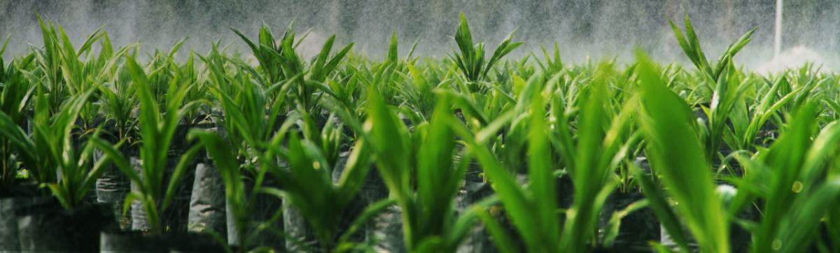 grass close-up