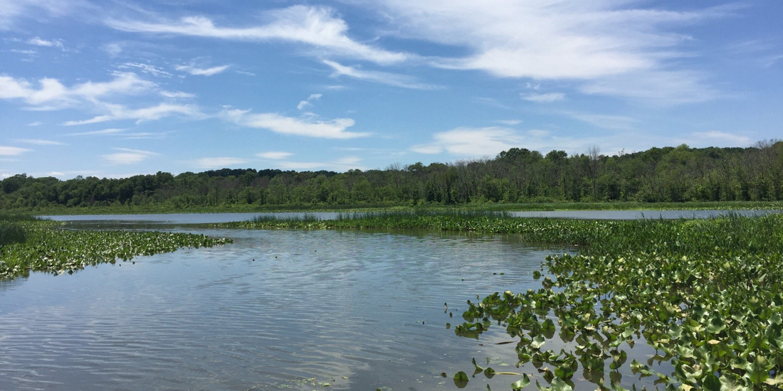 Photo of a lake surrounded by trees