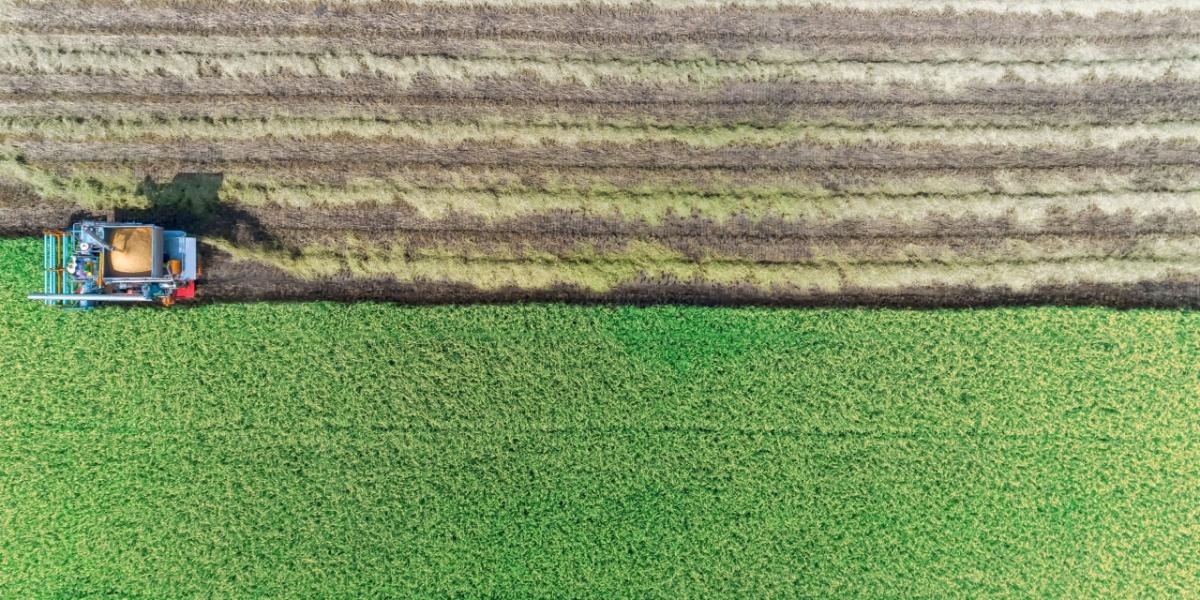 Machine harvesting rice