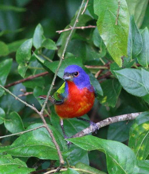 A colorful bird on a branch surrounded with leaves.