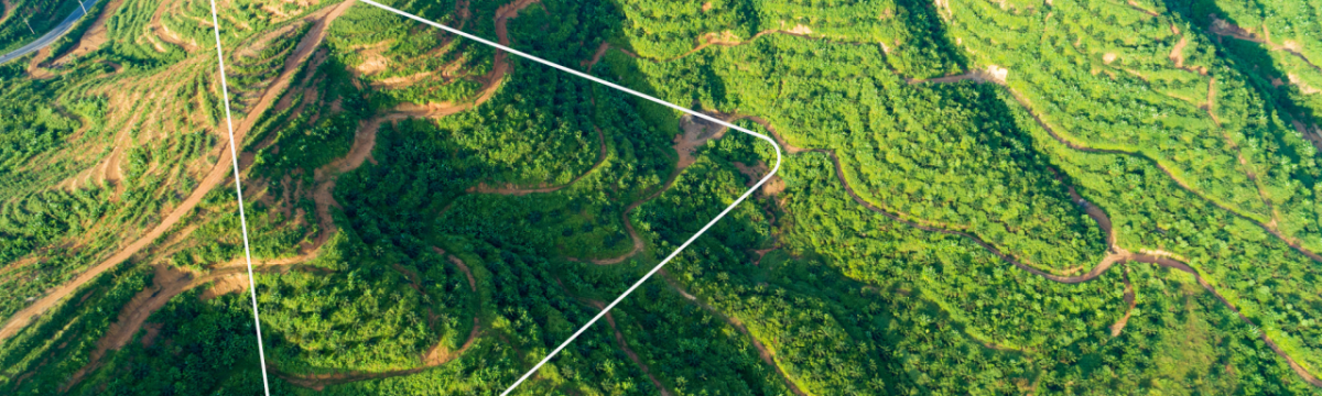 aerial view of a palm farm