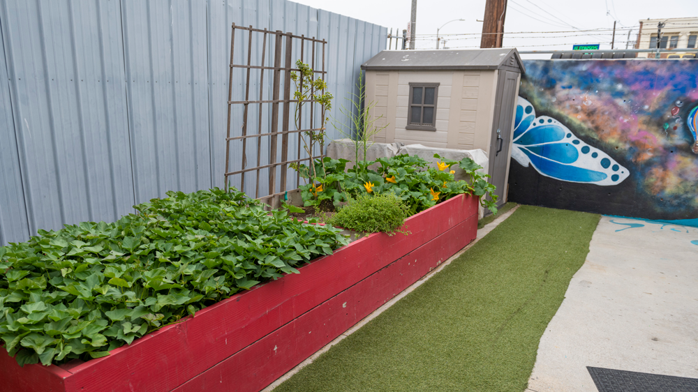 a raised bed full of green produce