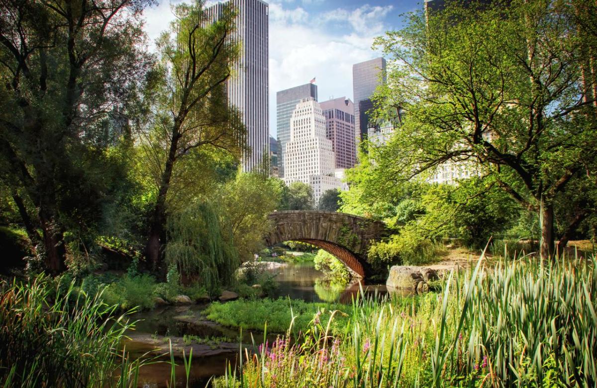 In a park looking through a break in the trees there there many skyscrapers in a NY skyline.