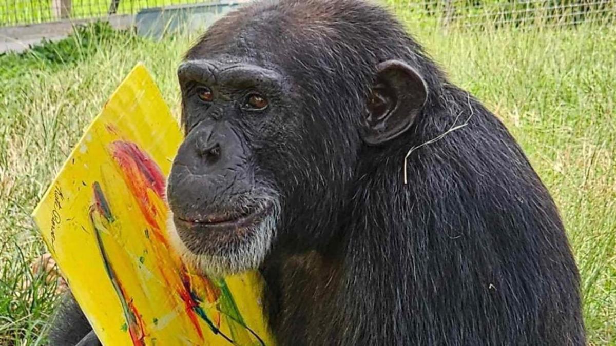 A chimp painting outside
