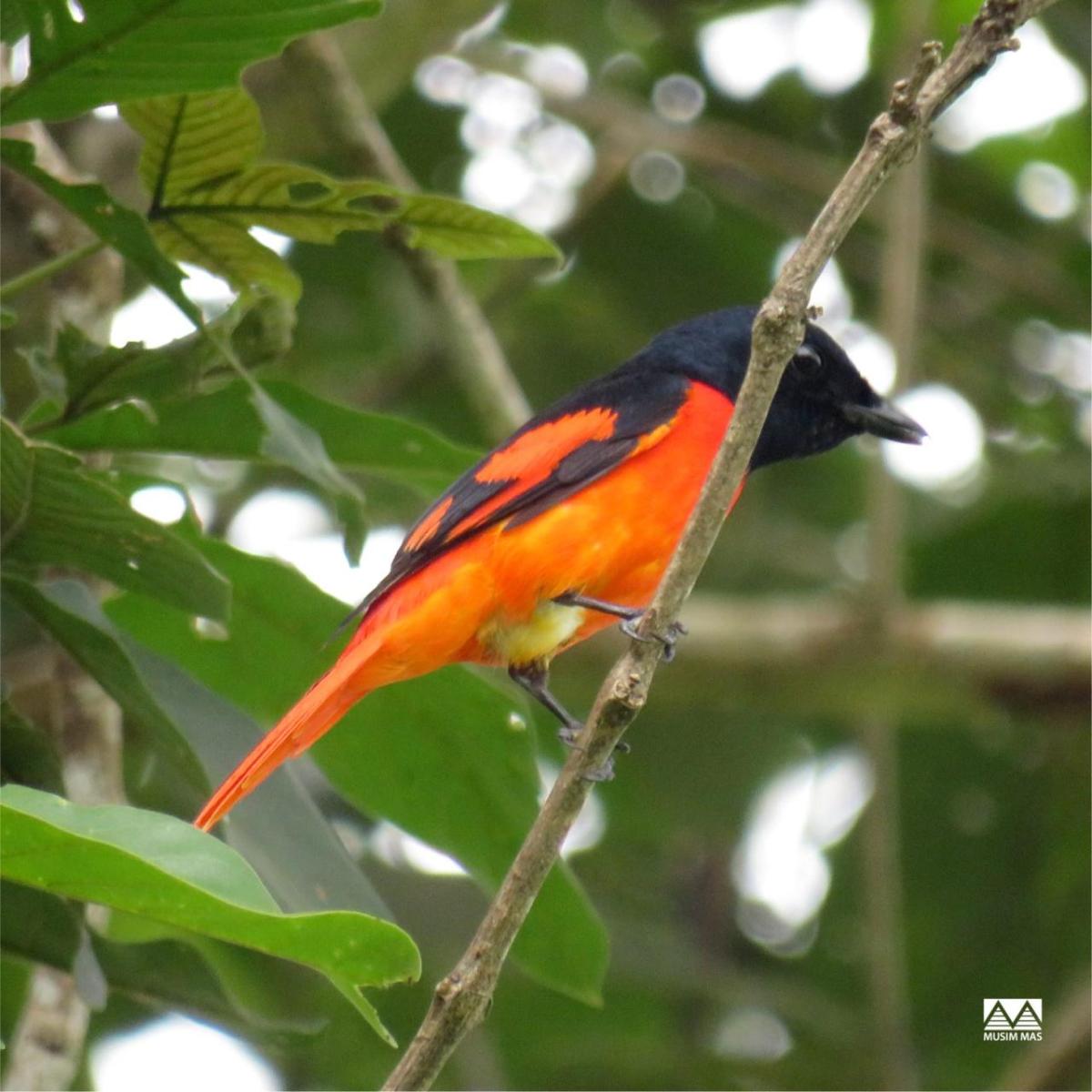 A scarlet minivet