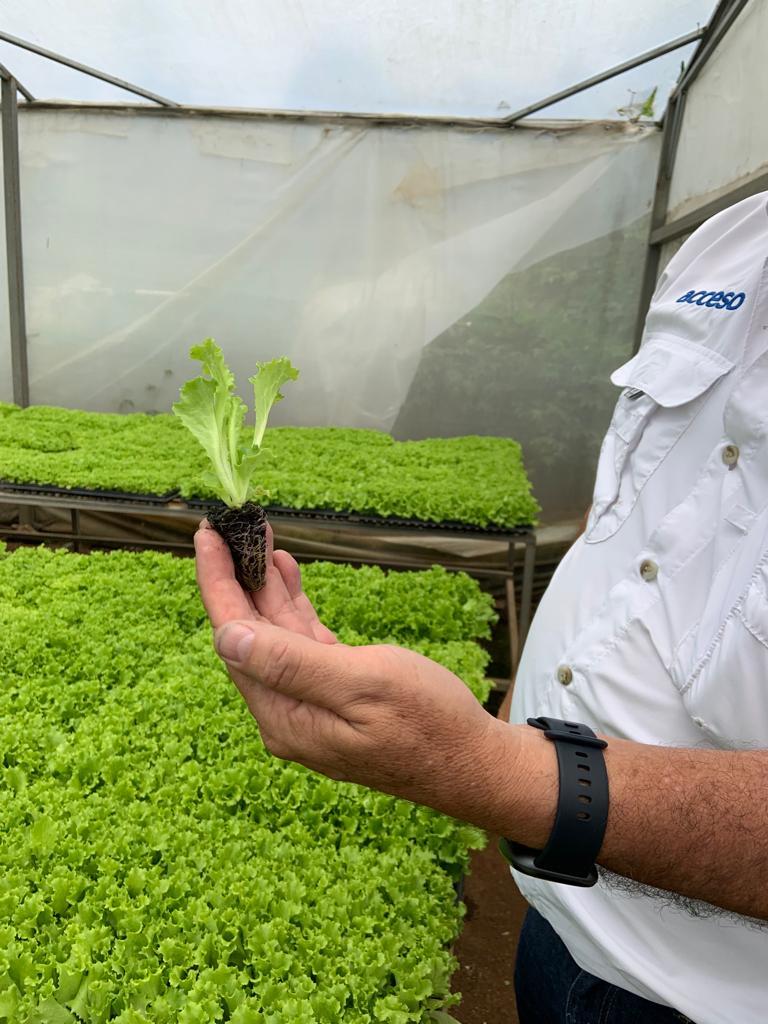 Acceso staff shows a lettuce seedling, which they grow for clients in their own greenhouse.