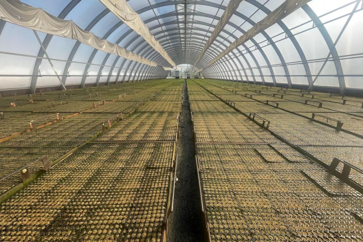 A green house full of trays of seedlings.