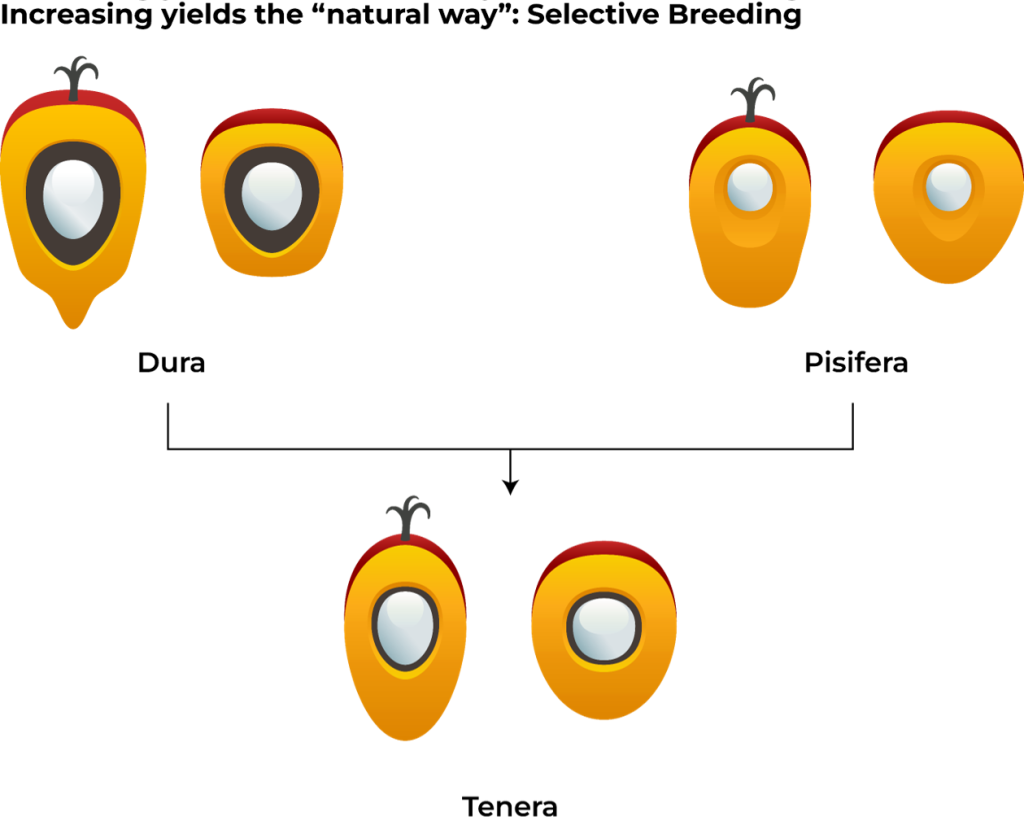 Text: Increasing yields the "natural way": Selective Breeding 