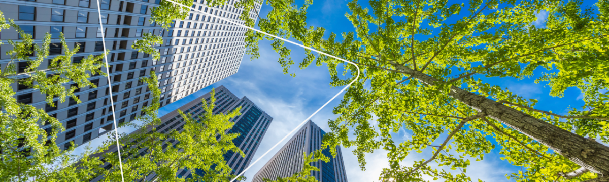 ground up view of trees and skyscrapers behind them. A blue sky above.