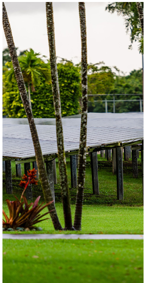 Rows of solar panels in a lush green area.