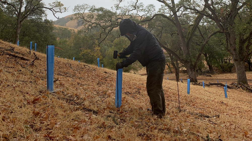 a person hammering a support stake next to a planted tree