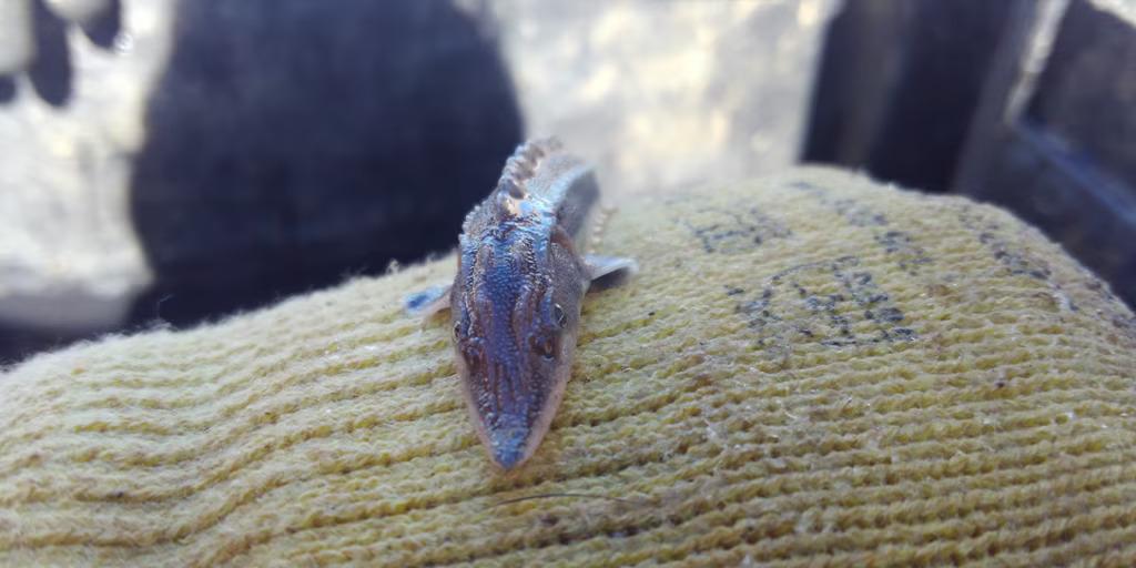 Close up of a baby sturgeon on a gloved hand.