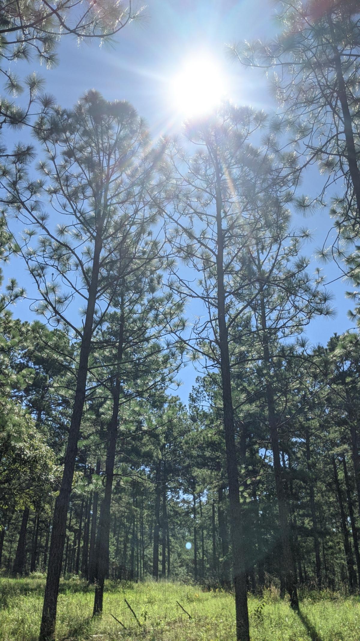 Looking up, two tall pine trees are central in a grove of other trees