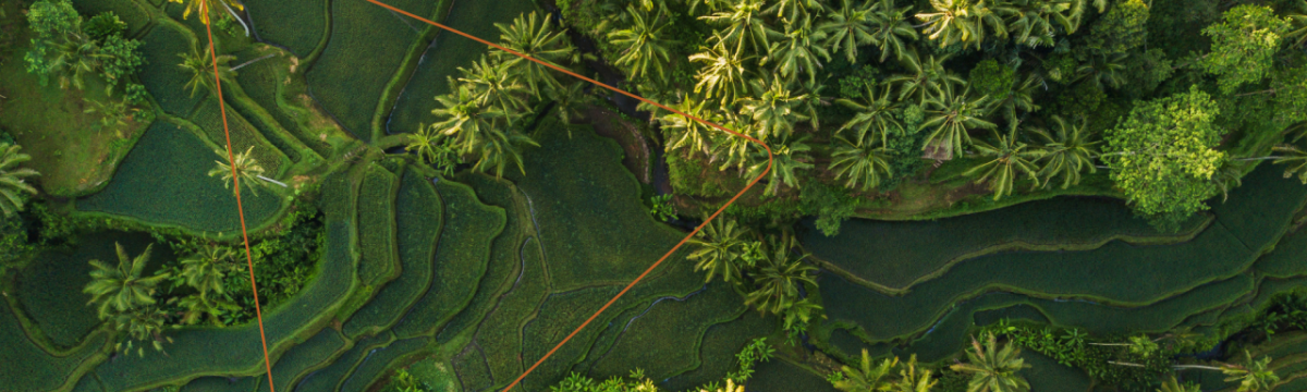 Aerial view of terraced fields of green crops and trees.