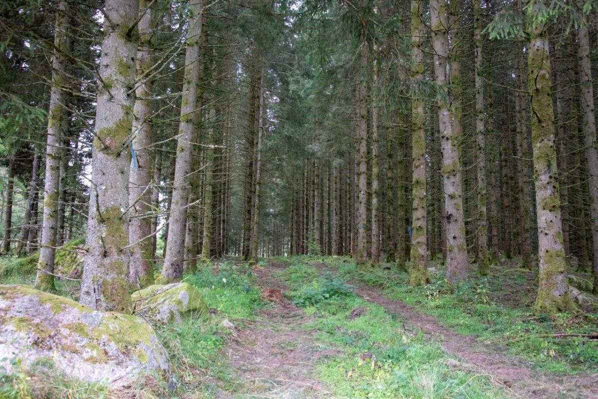 A path in a forested area.