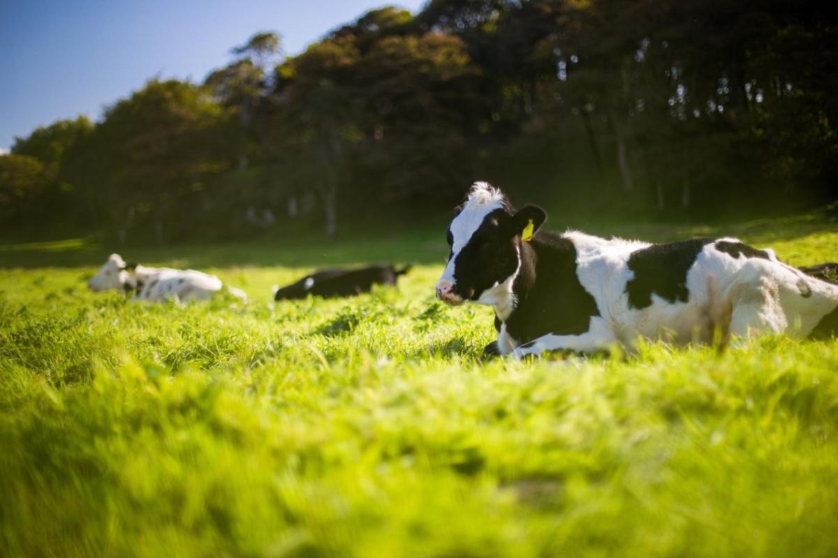 Cows laying in a field