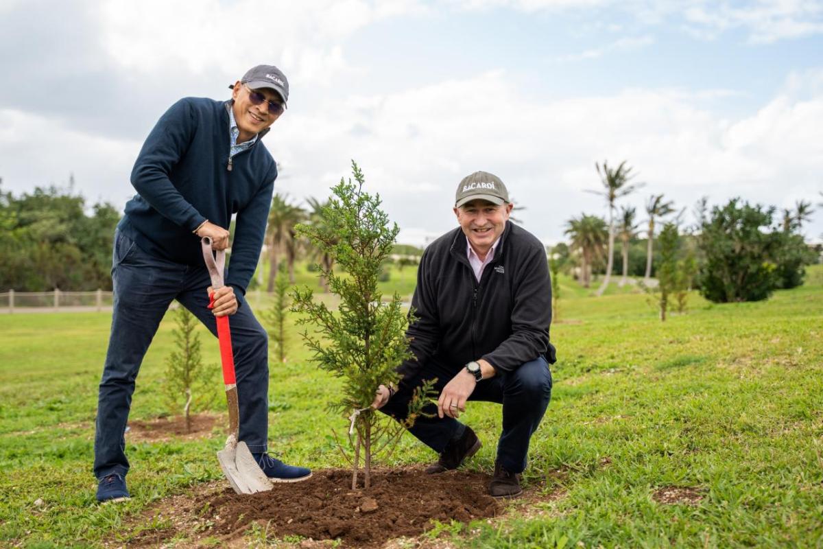 Two men planting a tree in Bermuda