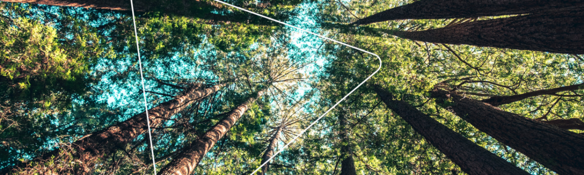 View looking straight up at tree tops in a forest 