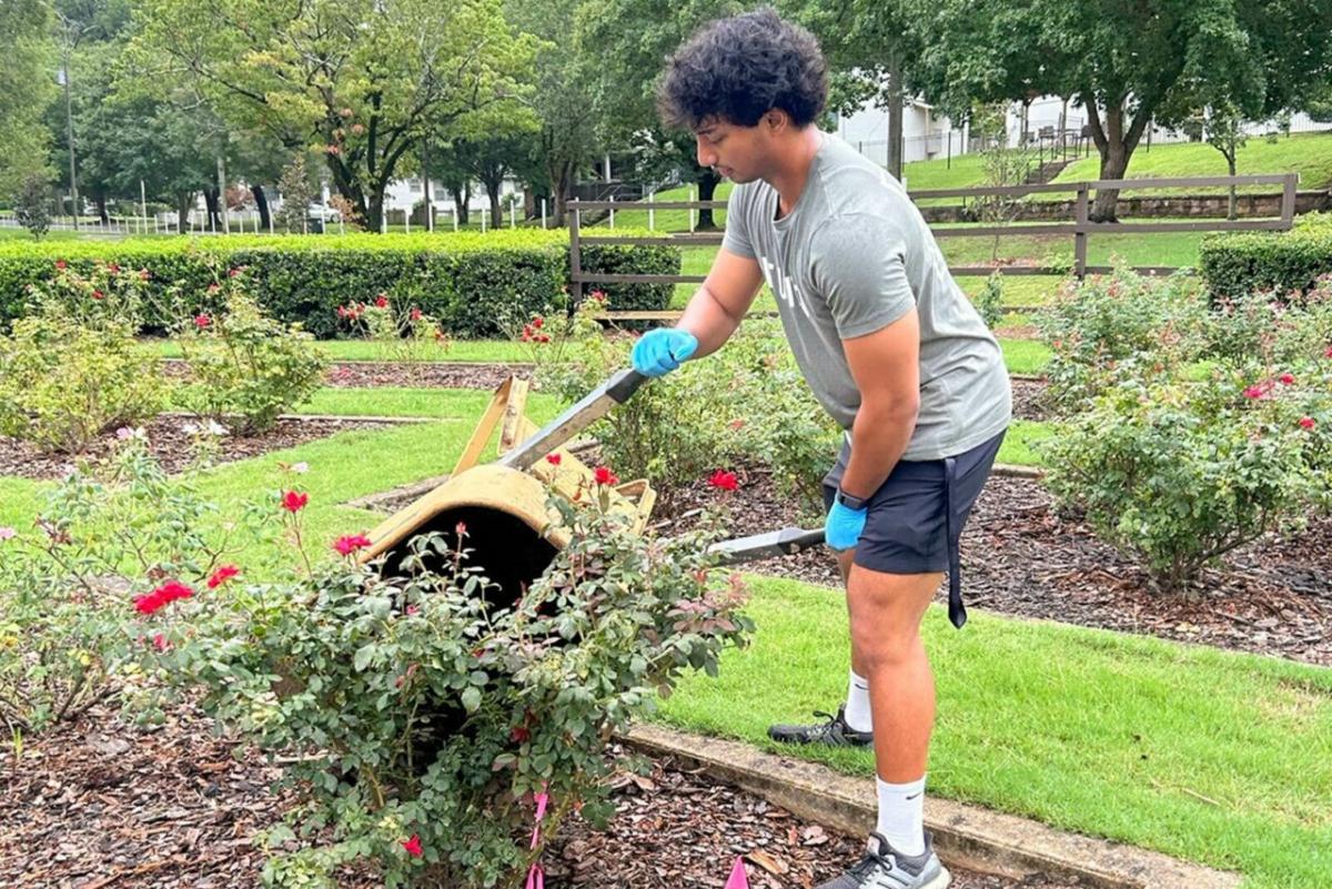 A volunteer emptying a wheelbarrow.