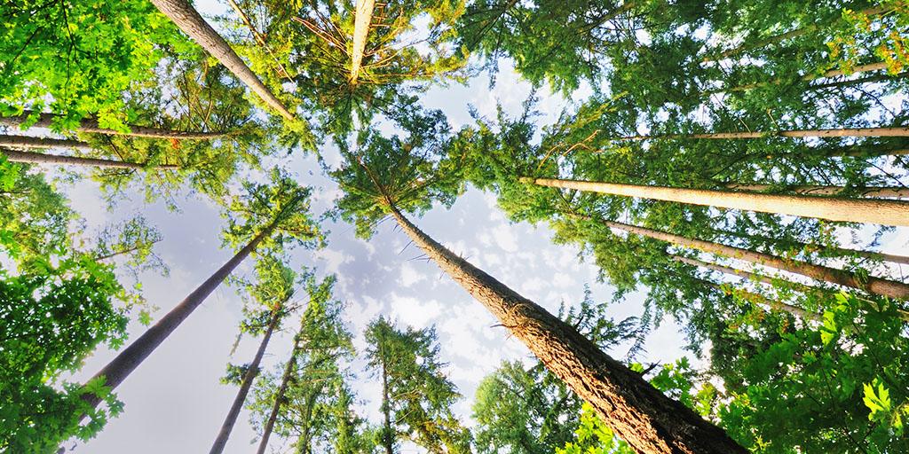 View of the sky through a grove of tall trees.